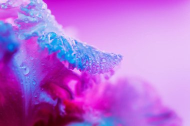 Canlı neon renkli iris çiçeği tomurcuğu