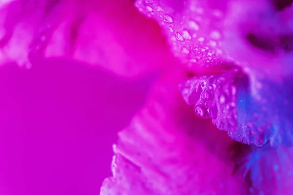 Lebendige neonfarbene Iris-Blütenknospe — Stockfoto