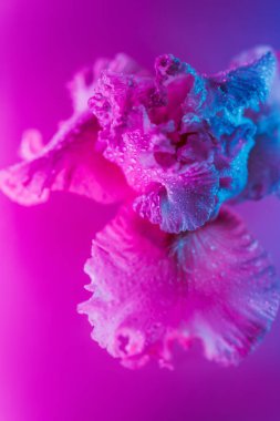 Canlı neon renkli iris çiçeği tomurcuğu