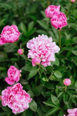 Pembe peonies bahçede. Pembe peony çiçek açan.