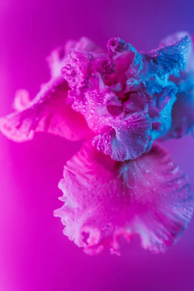 Ζωντανό νέον χρωματιστό μπουμπούκι άνθους ίριδας — Φωτογραφία Αρχείου