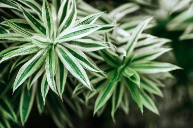 duvar kağıdı için güzel yaprakları arka plan