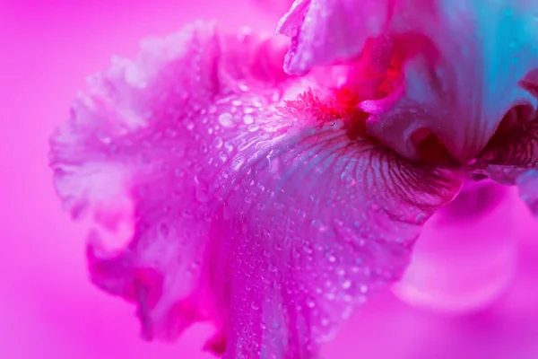 Néon vívido botão de flor de íris colorido — Fotografia de Stock