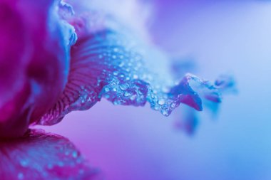 Canlı neon renkli iris çiçeği tomurcuğu