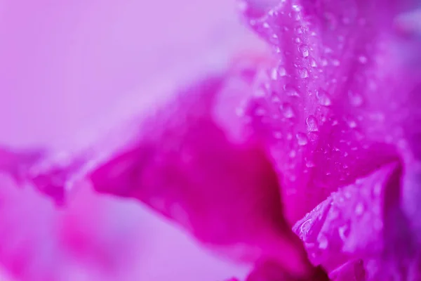 Élénk neonszínű írisz virágbimbó — Stock Fotó