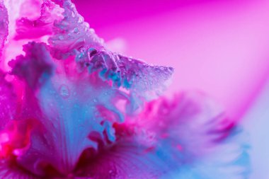 Canlı neon renkli iris çiçeği tomurcuğu