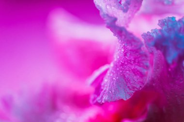 Canlı neon renkli iris çiçeği tomurcuğu