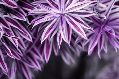 karanlık arka planda tropikal yaprak orman kızdırma.