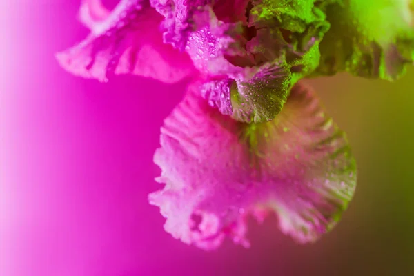 Ζωντανό νέον χρωματιστό μπουμπούκι άνθους ίριδας — Φωτογραφία Αρχείου