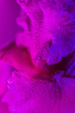 Canlı neon renkli iris çiçeği tomurcuğu