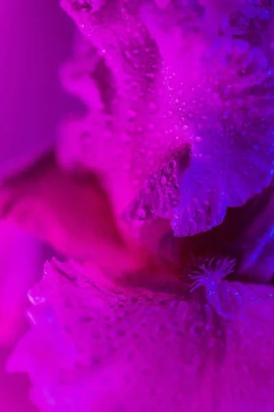 Яркий неоновый цветочный бутон радужной оболочки — стоковое фото