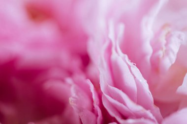 Arkaplan resmi için pembe gül yaprağının ayrıntıları.