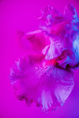 Canlı neon renkli iris çiçeği tomurcuğu