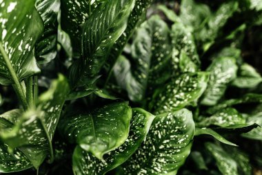 Taze yeşil ve beyaz yaprak arka plan Dieffenbachia .