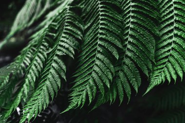 Mükemmel doğal eğrelti otu deseni.