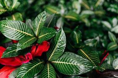 Tropikal yapraklardan oluşan yaratıcı doğa düzeni.