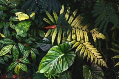 Tropikal yapraklardan oluşan yaratıcı doğa düzeni.