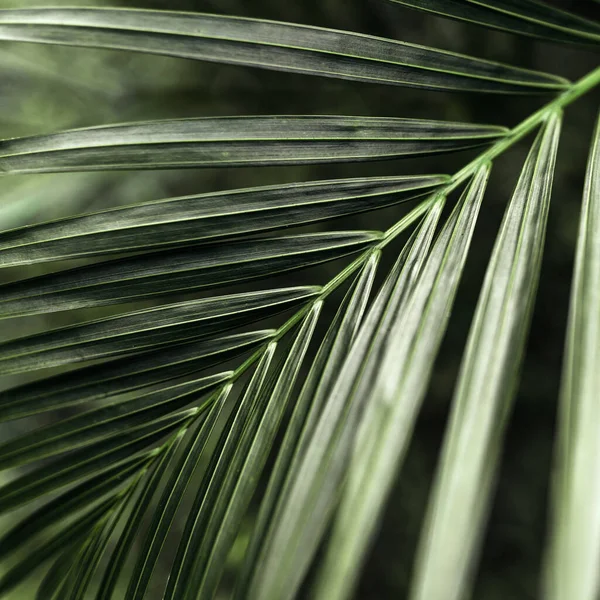 Foglie di palma tropicale, sfondo modello floreale — Foto Stock