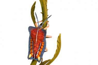 Yeşil doğa kırmızı hemiptera 