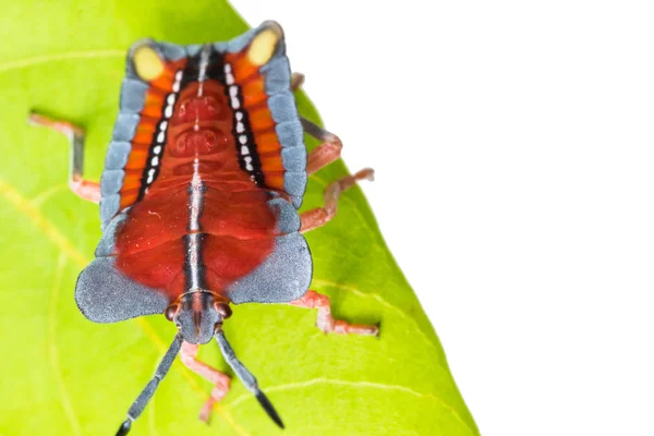 Röd hemiptera i naturen — Stockfoto