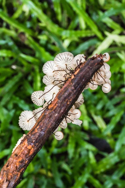 Setas en el bosque —  Fotos de Stock