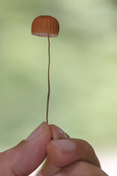 Champignons dans la forêt — Photo