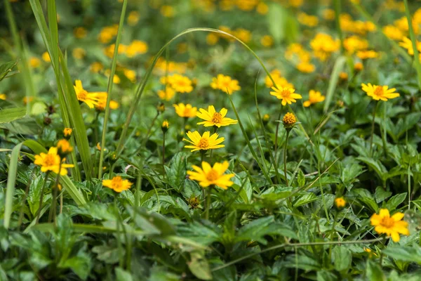 Yellow camomiles, Climbing Wedelia Стоковое Фото