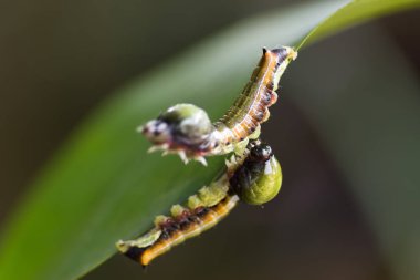 Koca kafa yeşil solucan
