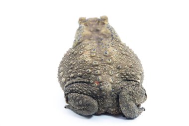 Doğada yaygın kurbağa