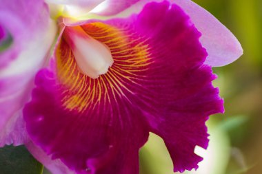 Pembe orkide çiçeği.