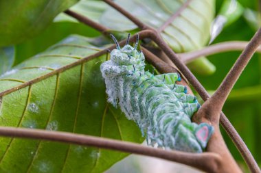 Yeşil solucan ve yaprak 