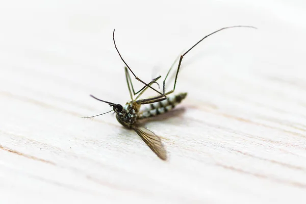 Mosquito mrtvý na dřevěné — Stock fotografie