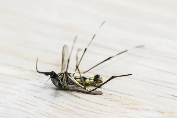 Mygga döda på en trä — Stockfoto