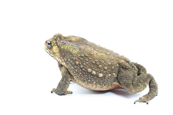 Sapo común en la naturaleza —  Fotos de Stock