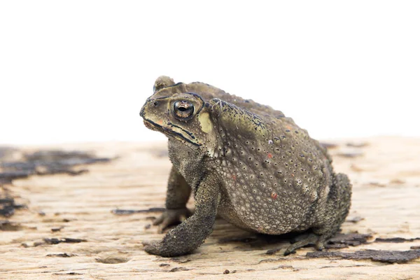 Sapo común en la naturaleza —  Fotos de Stock