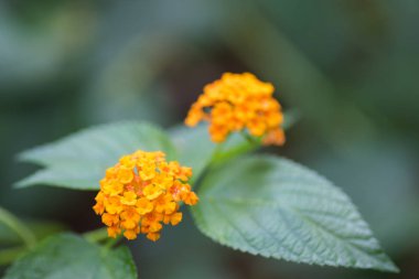 Sarı Lantana çiçekleri doğa yeşil arka plan