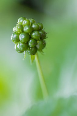 Doğanın arka planında olgunlaşmamış yabani meyveleri kapatın