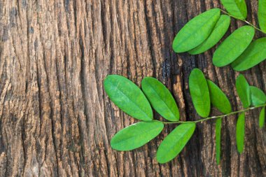 Eski ahşap arka planda yeşil yapraklar