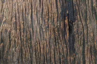 Ahşap yüzey dokusu, bir tahta parçası.