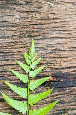 Eski ahşap arka planda yeşil eğreltiotu