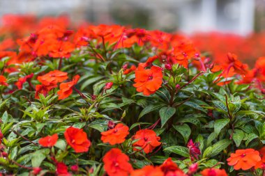 Bahçedeki turuncu çiçek..