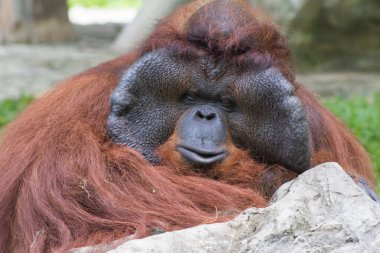 Orangutan 'ın yetişkin erkeği. Yetişkin erkek orangutanın portresi..