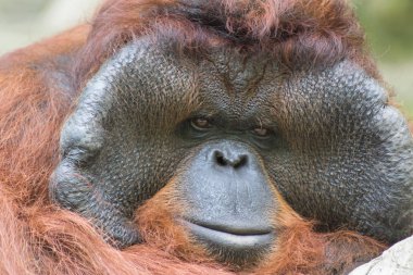 Orangutan 'ın yetişkin erkeği. Yetişkin erkek orangutanın portresi..