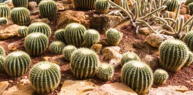 Tropik Botanik Bahçesi 'nde dev kaktüsler, Chaingmai, Tayland.