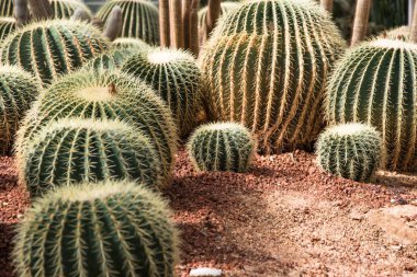 Tropik Botanik Bahçesi 'nde dev kaktüsler, Chaingmai, Tayland.