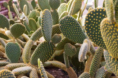 Prickly Armut kaktüs tarlasını kapatın.