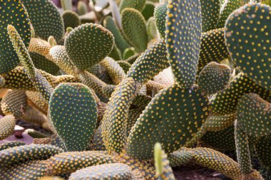 Prickly Armut kaktüs tarlasını kapatın.