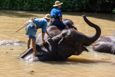 Lampang, Tayland 'daki Fil Hastanesinde Asya Fili