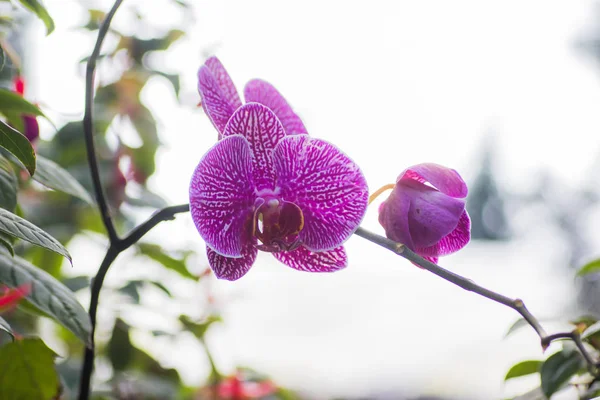 Orquídea Magenta Frente Fundo Natureza — Fotografia de Stock