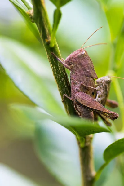 Uppfödning Vuxna Gräshoppor Som Sitter Gren Thailändsk Skog — Stockfoto